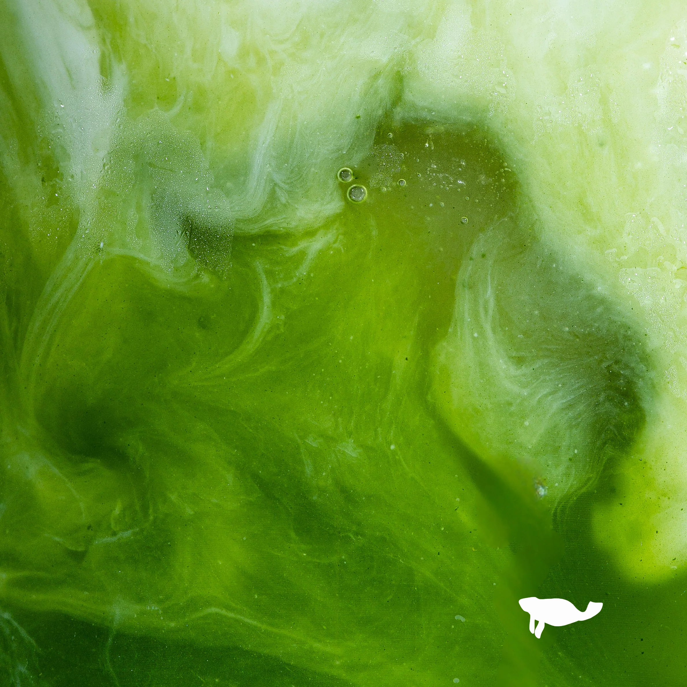Ceremonial Grade Matcha (250g) - Image 4